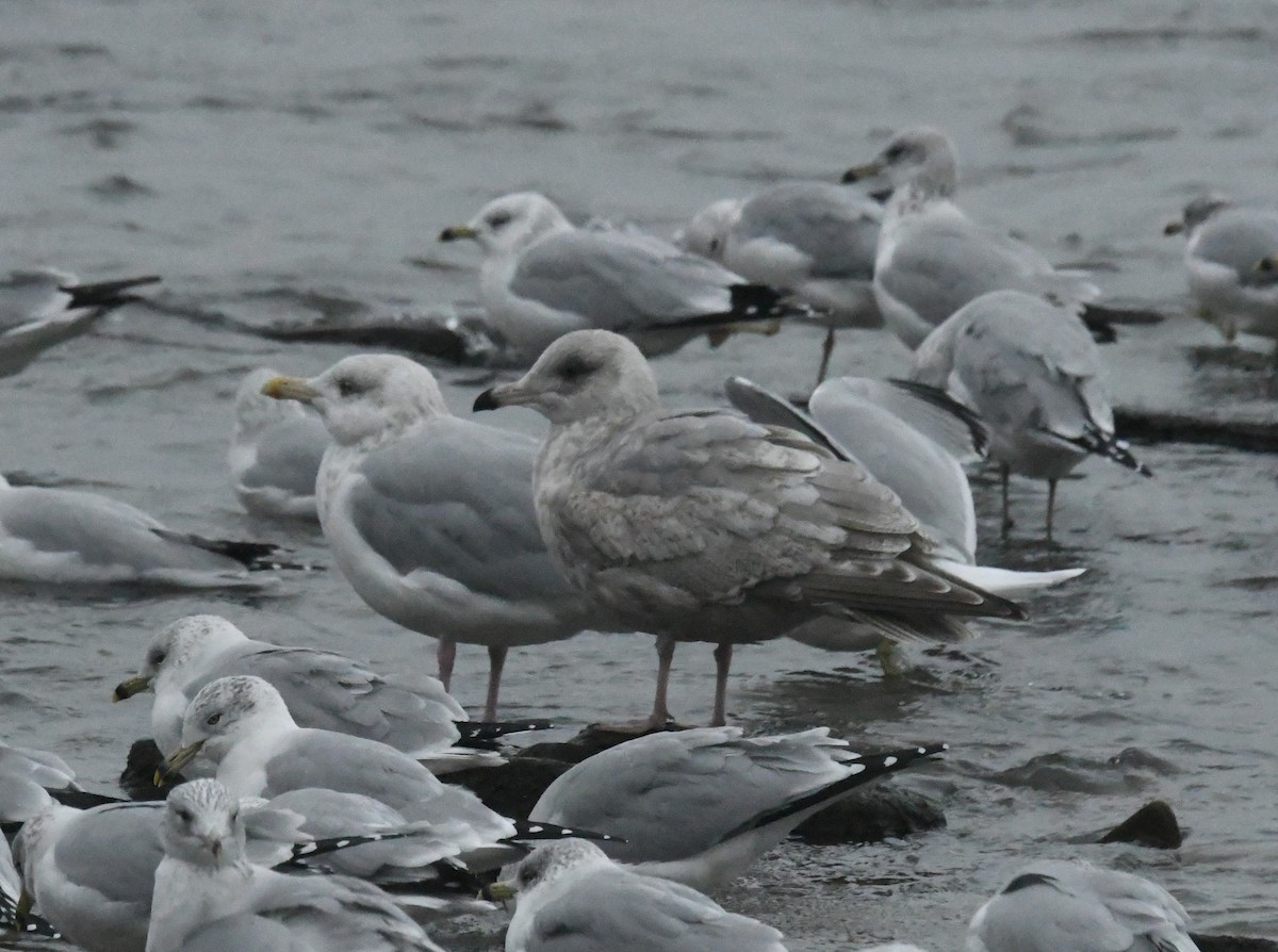 ub. måke (Larinae sp.) - ML646717085