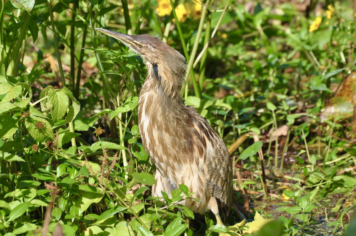 amerikarørdrum - ML646717086