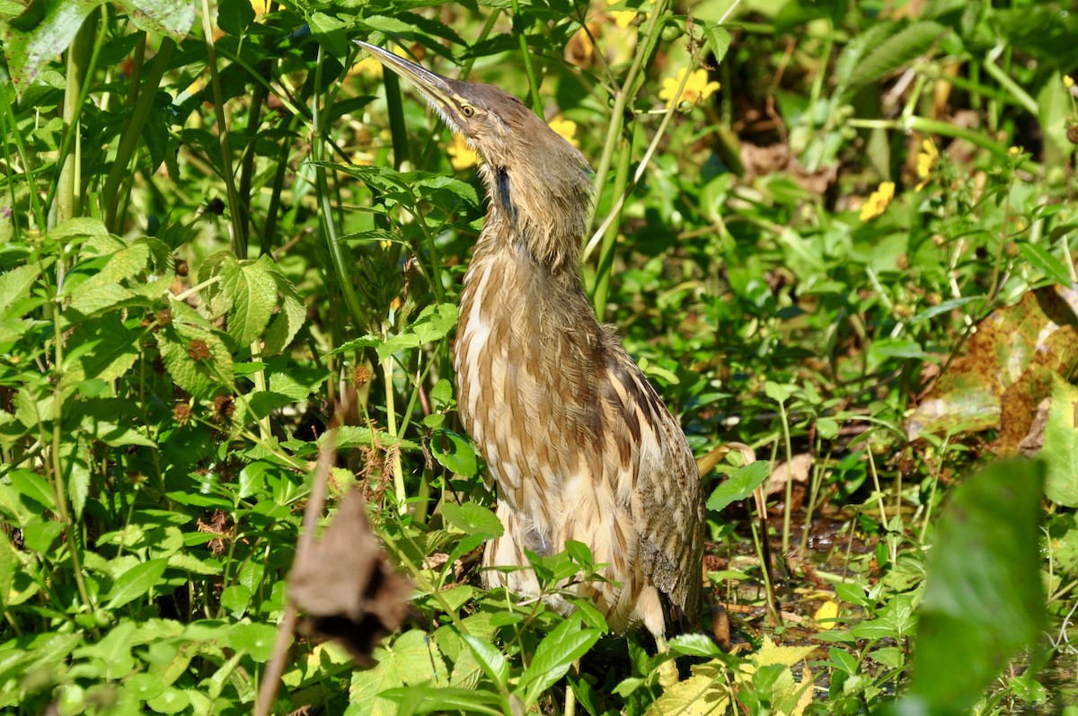 amerikarørdrum - ML646717087