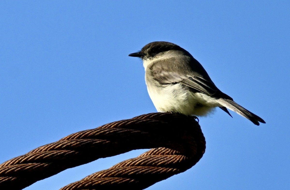 פיבי מזרחית - ML646717089