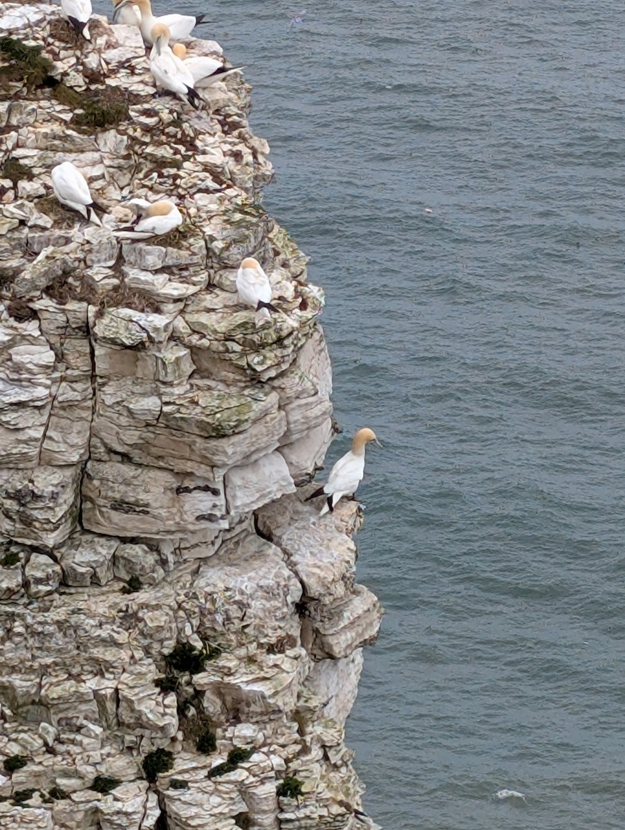 סולה מצויה - ML646717090