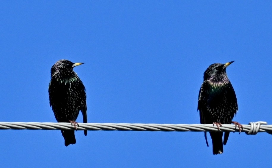 זרזיר מצוי - ML646717098