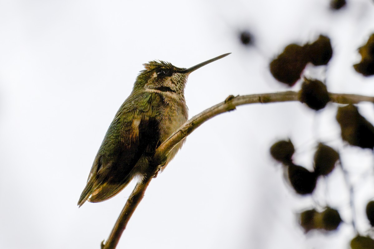 Colibri à gorge rubis - ML646717100