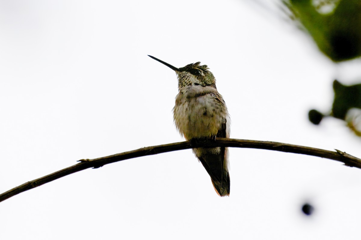 Colibri à gorge rubis - ML646717101