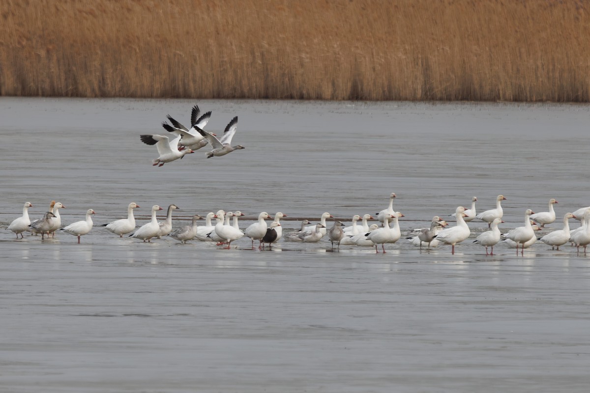 Snow Goose - ML646717104
