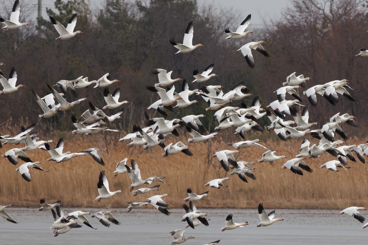 Snow Goose - ML646717105