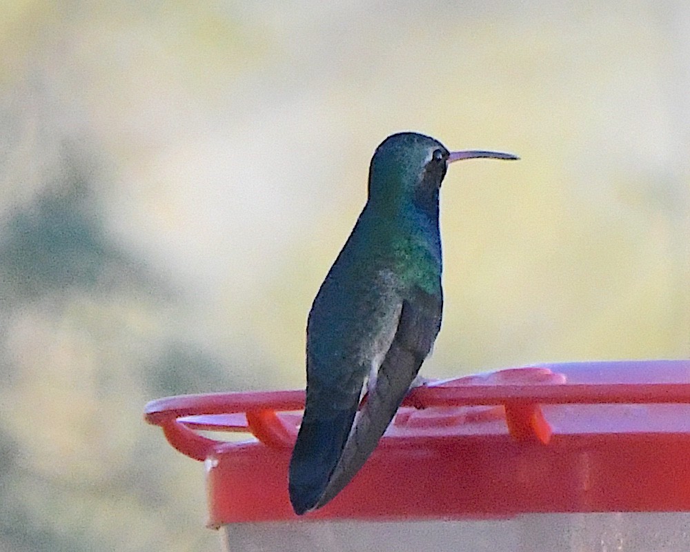 Broad-billed Hummingbird - ML646717109
