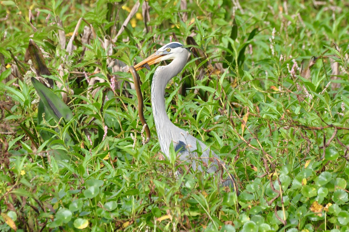 Great Blue Heron - ML646717110