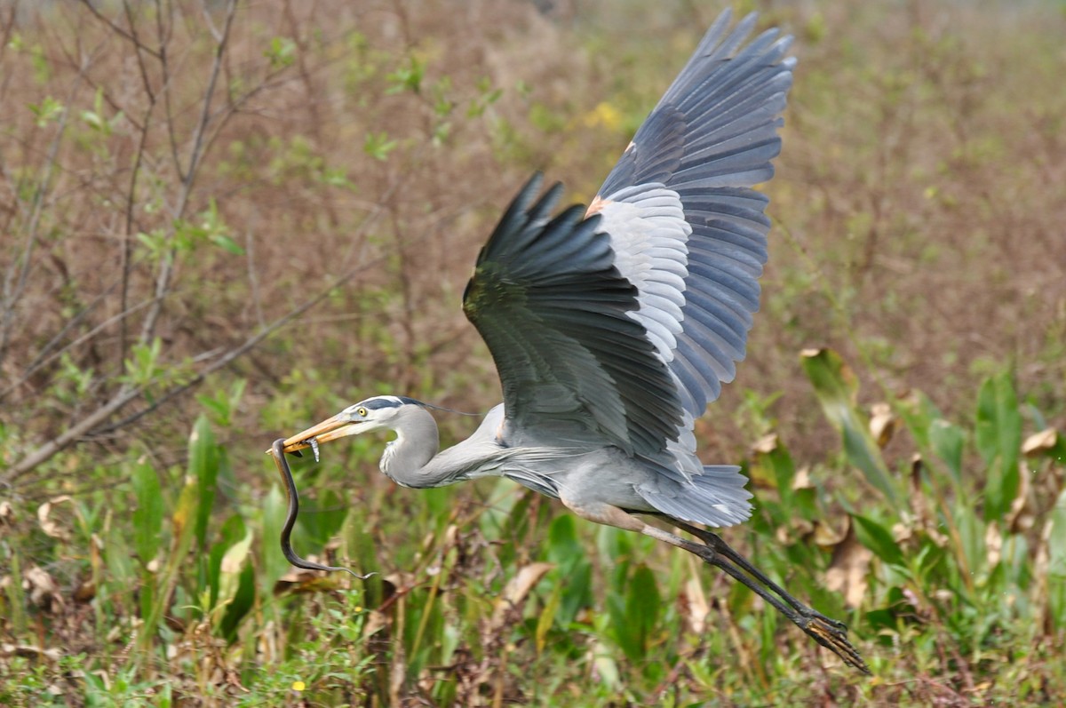Great Blue Heron - ML646717111