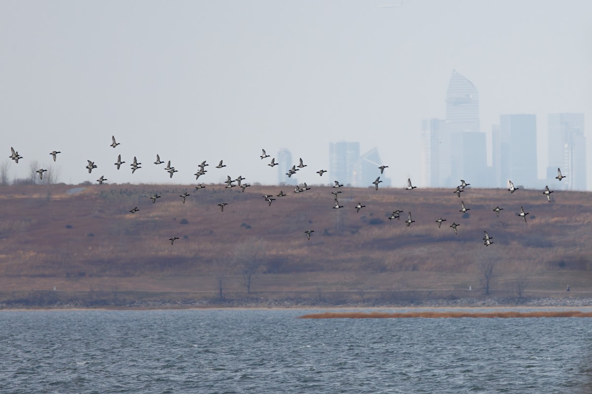 Greater/Lesser Scaup - ML646717112