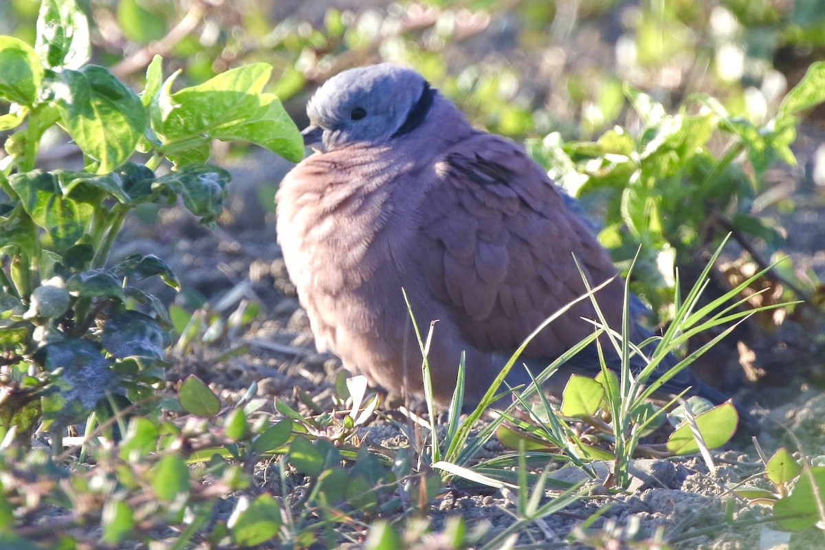 Горлиця короткохвоста - ML646717113