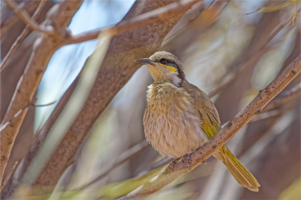 Singing Honeyeater - ML646717116