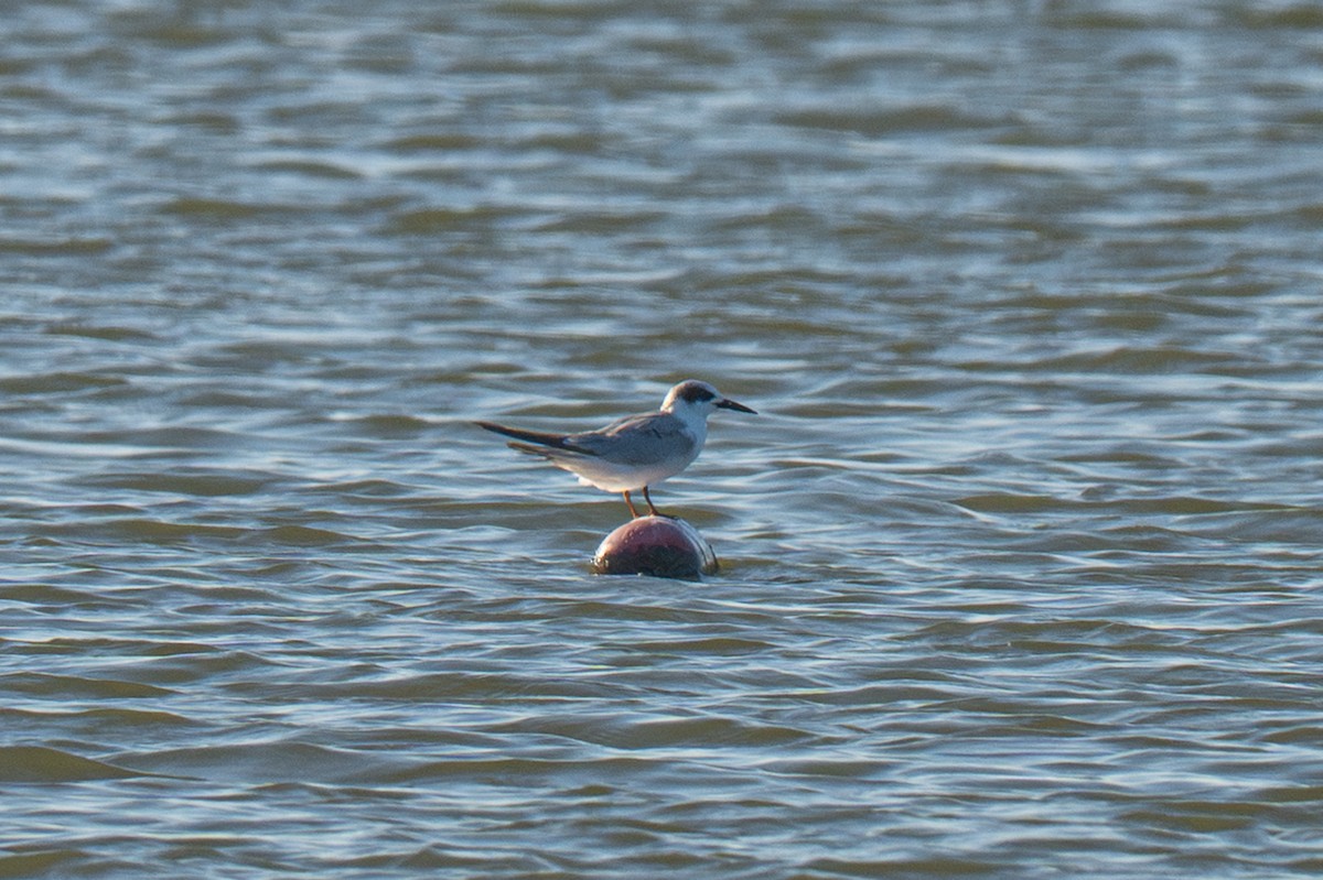 メリケンアジサシ - ML646717117