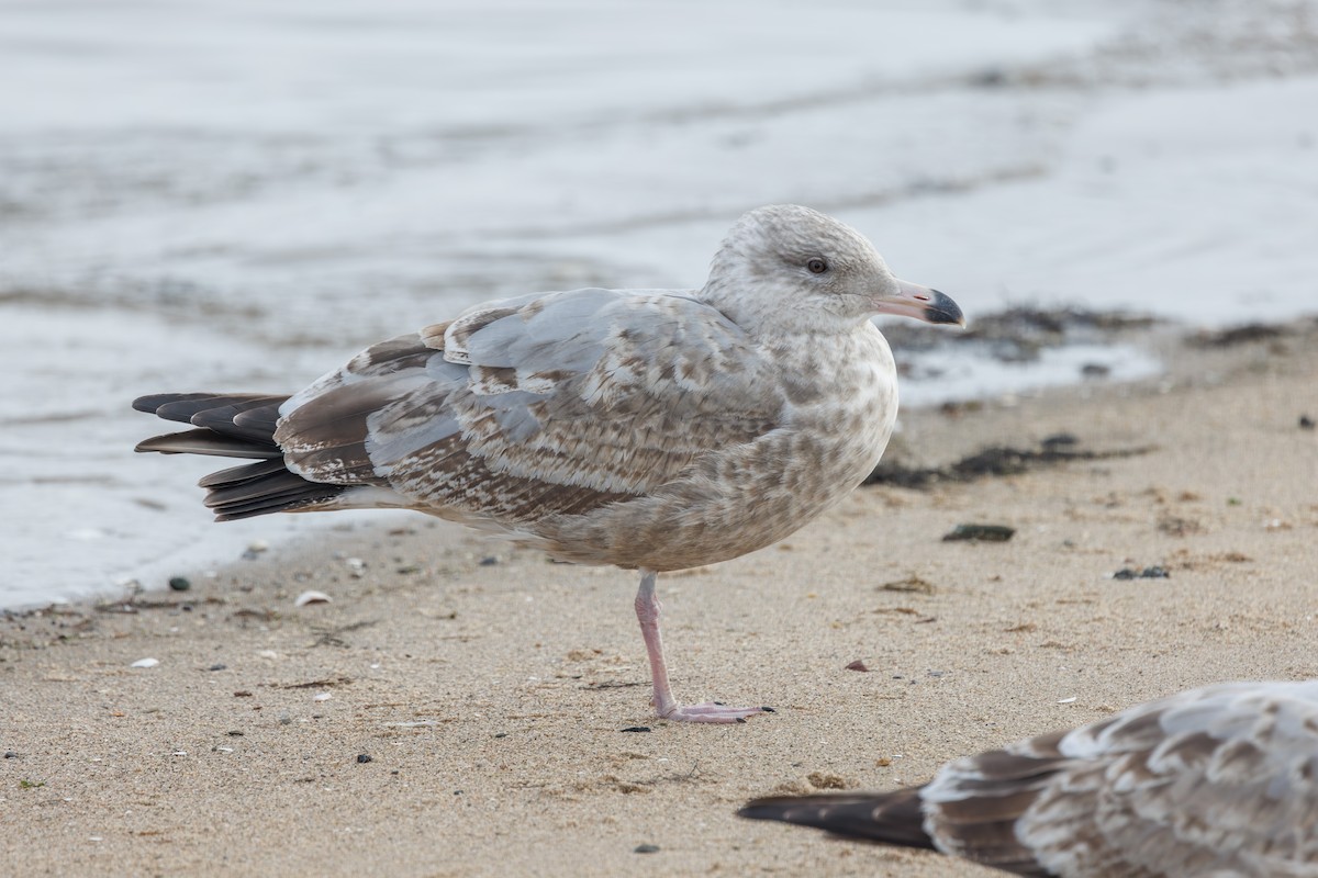 American Herring Gull - ML646717118
