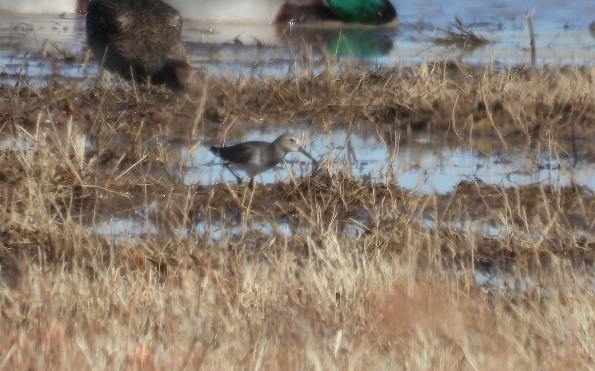 Dunlin - ML646717120