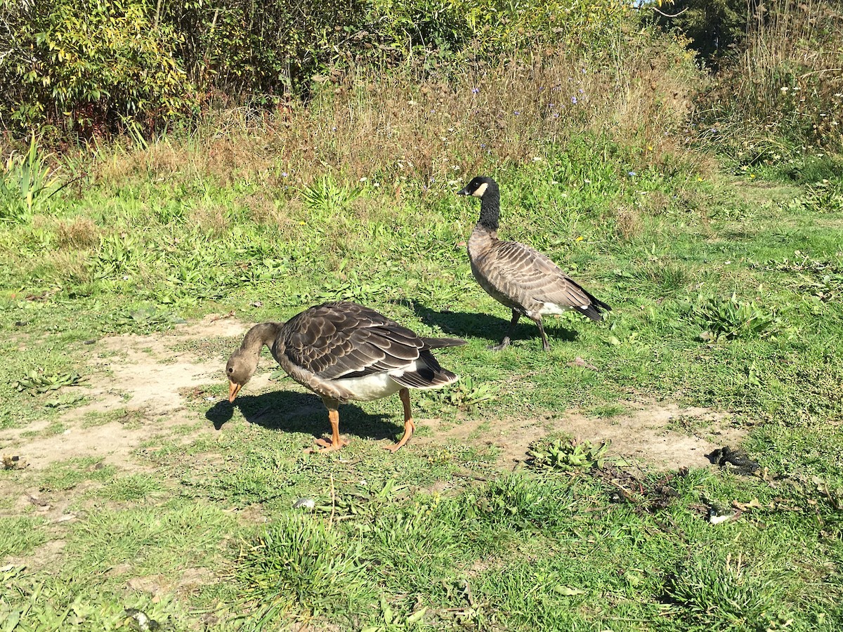Greater White-fronted Goose - ML646717121