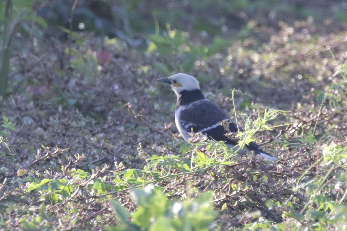 Шпак чорношиїй - ML646717122