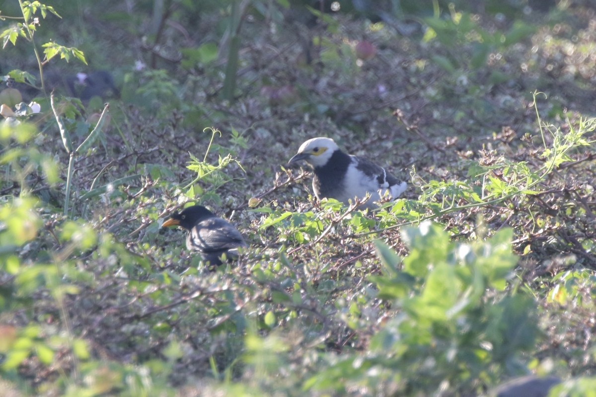 Шпак чорношиїй - ML646717123