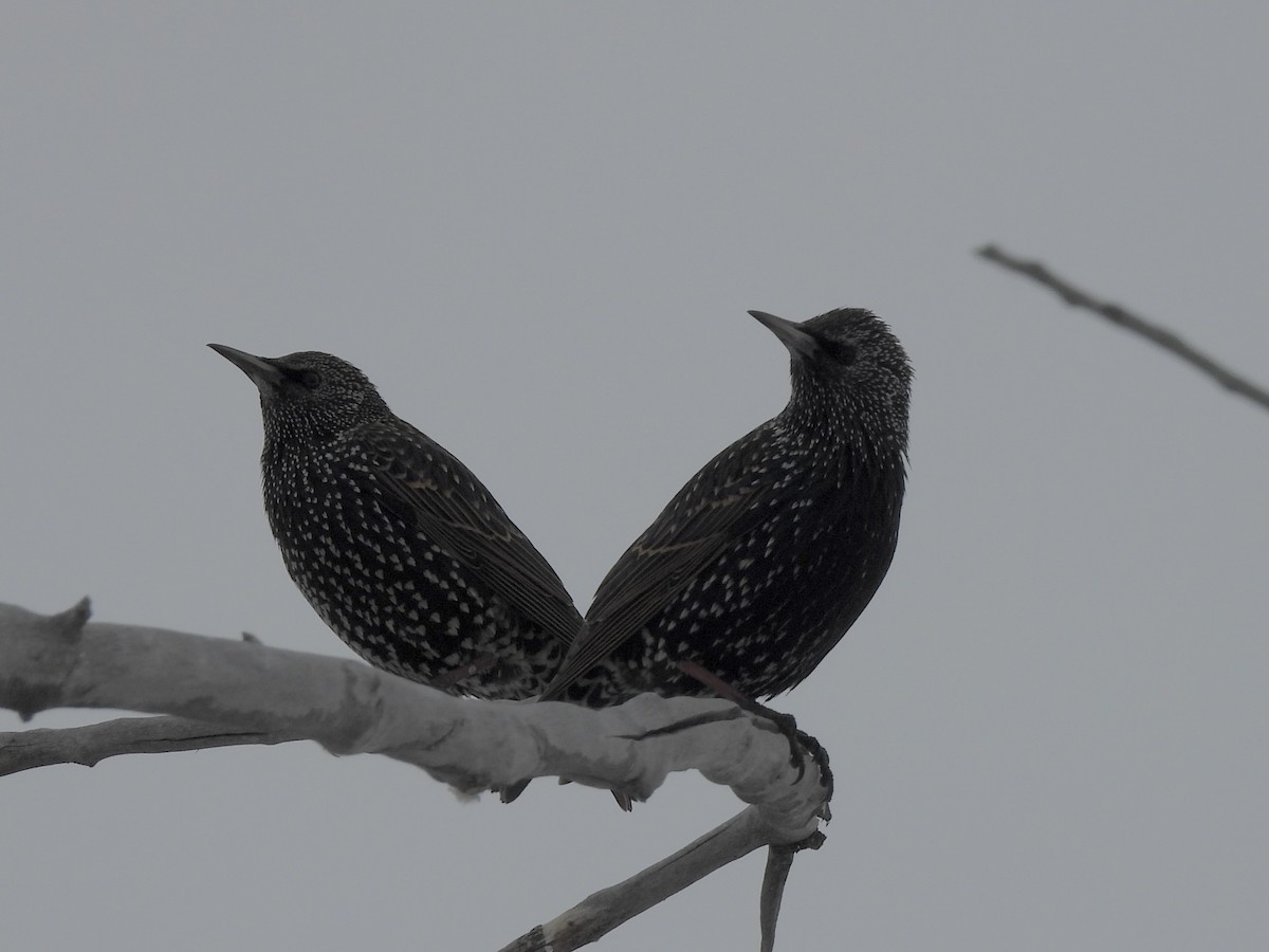 špaček obecný - ML646717124