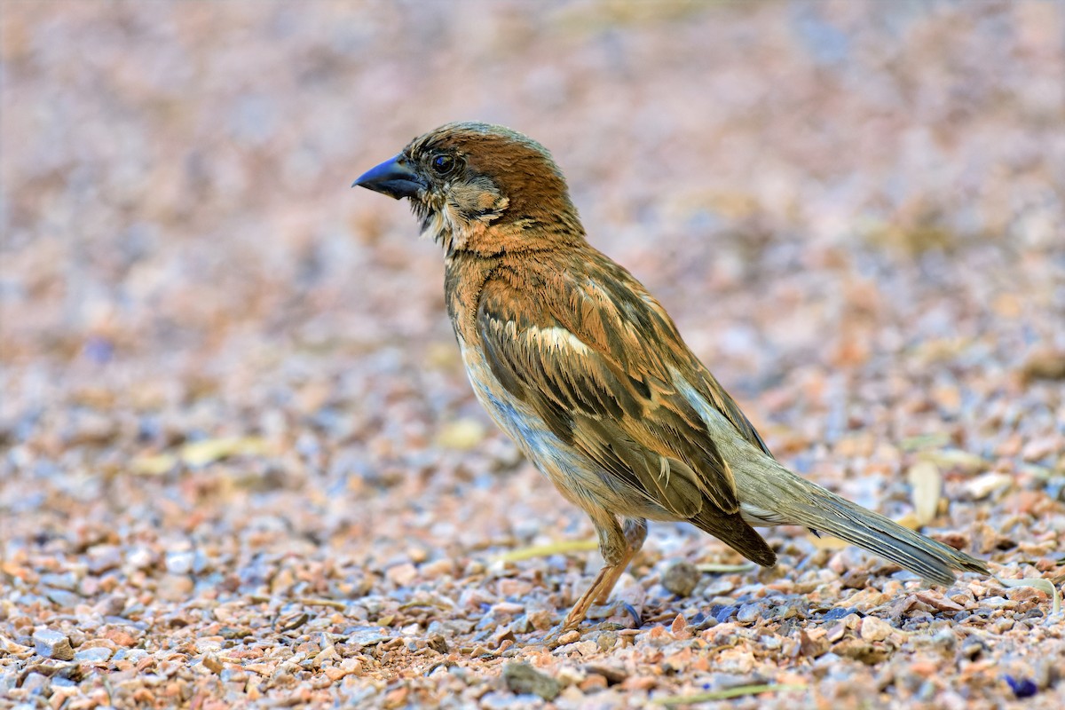 House Sparrow - ML646717126
