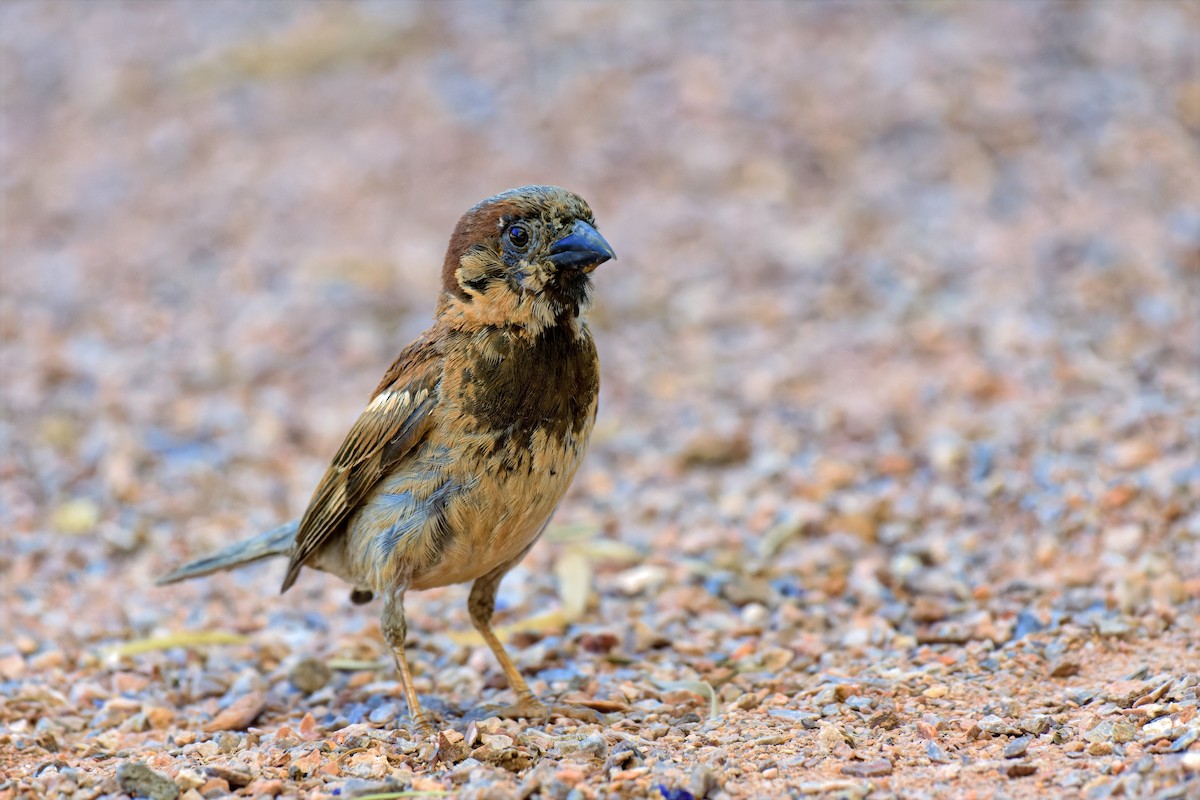 House Sparrow - ML646717133