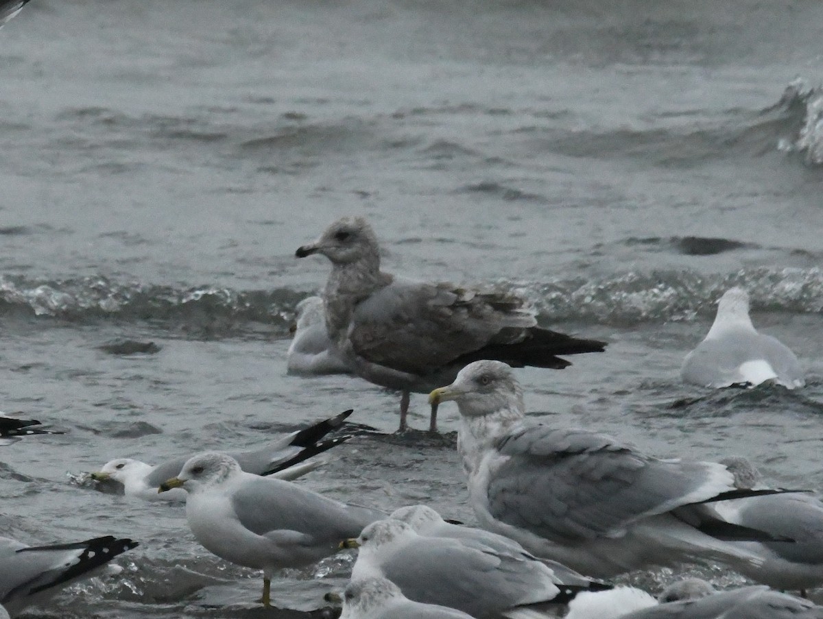 American Herring Gull - ML646717134