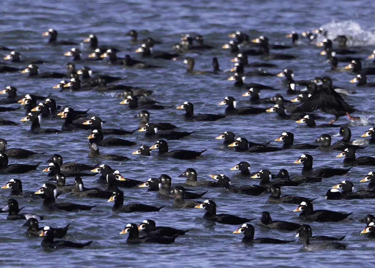Surf Scoter - ML646717136