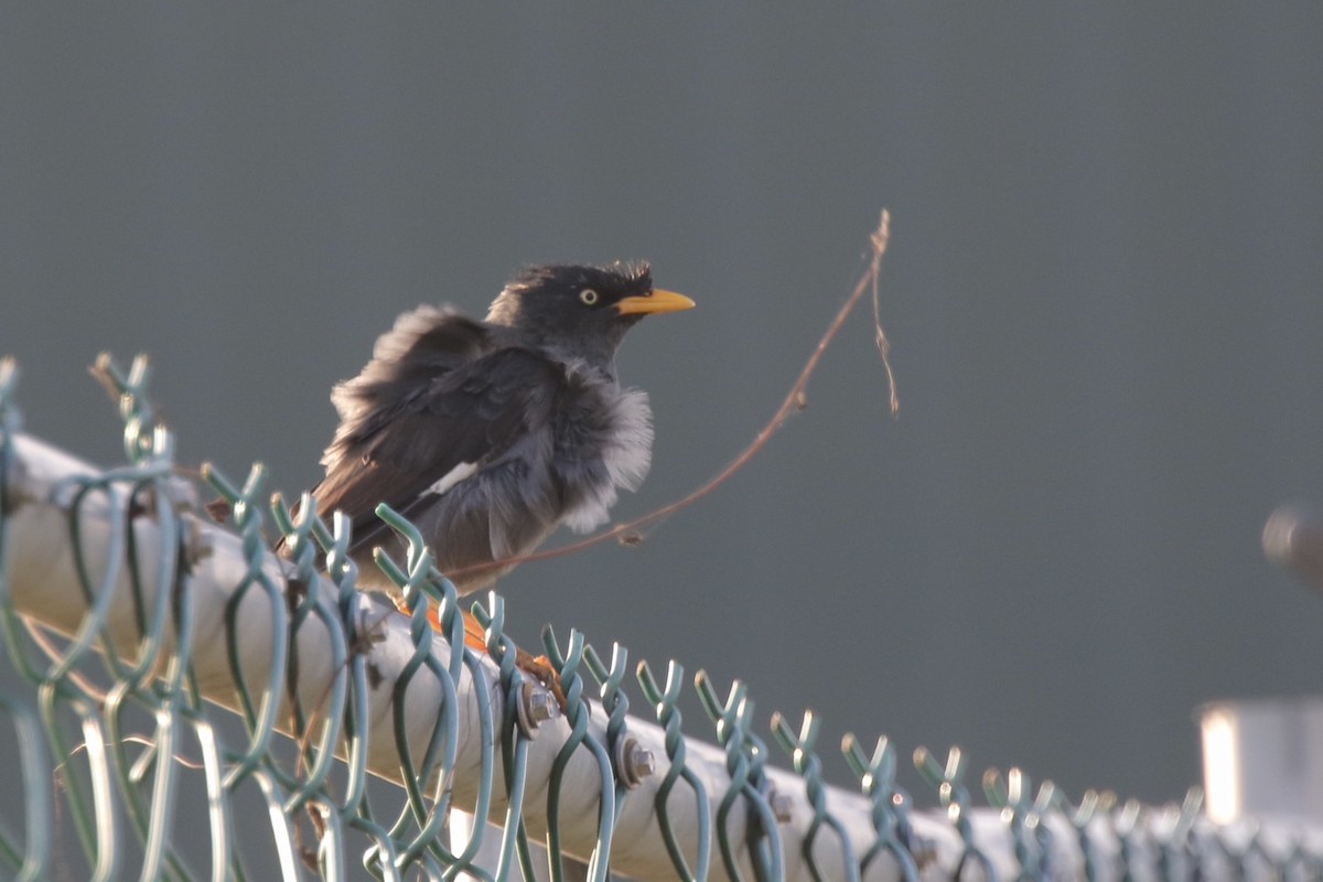 Майна яванська - ML646717140