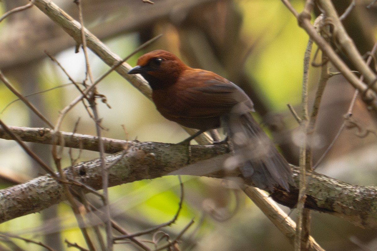 Ruddy Spinetail - ML646717142