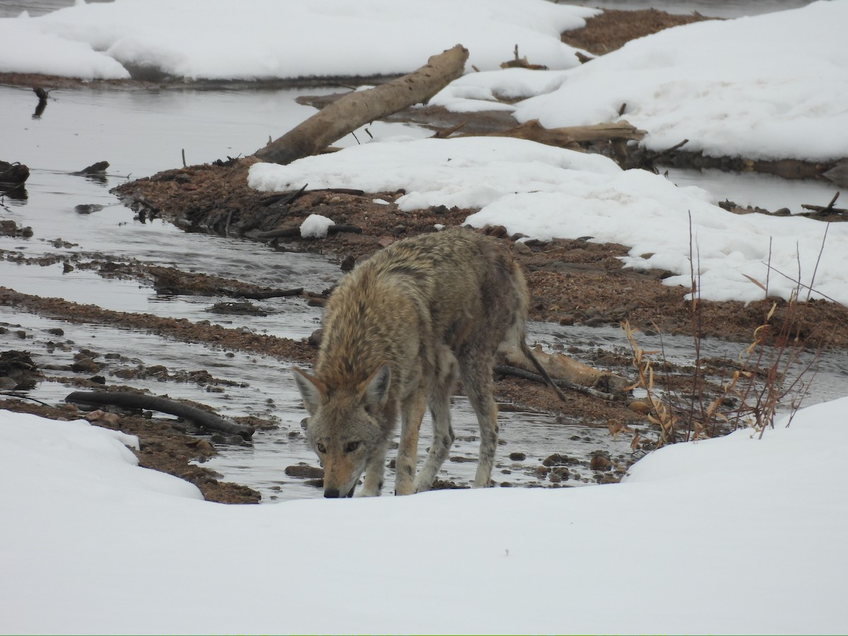 Coyote - ML646717144