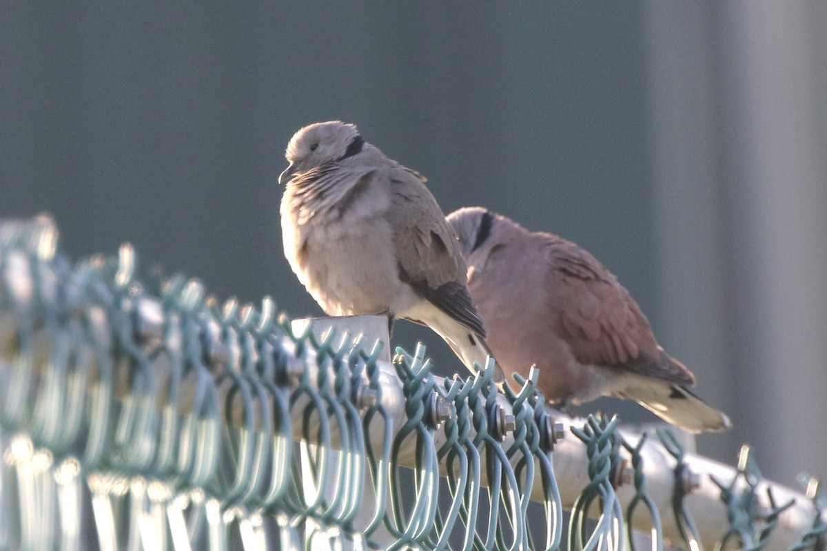 Горлиця короткохвоста - ML646717145