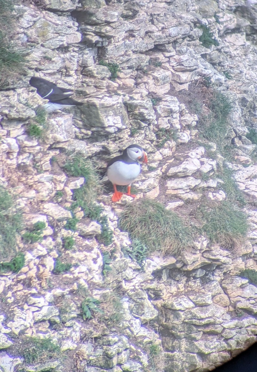 Atlantic Puffin - ML646717147