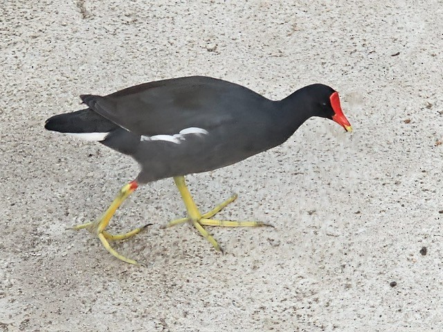 Курочка латиноамериканська - ML646717148