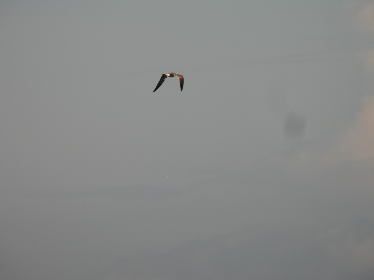 Gabbiano sghignazzante - ML646717150