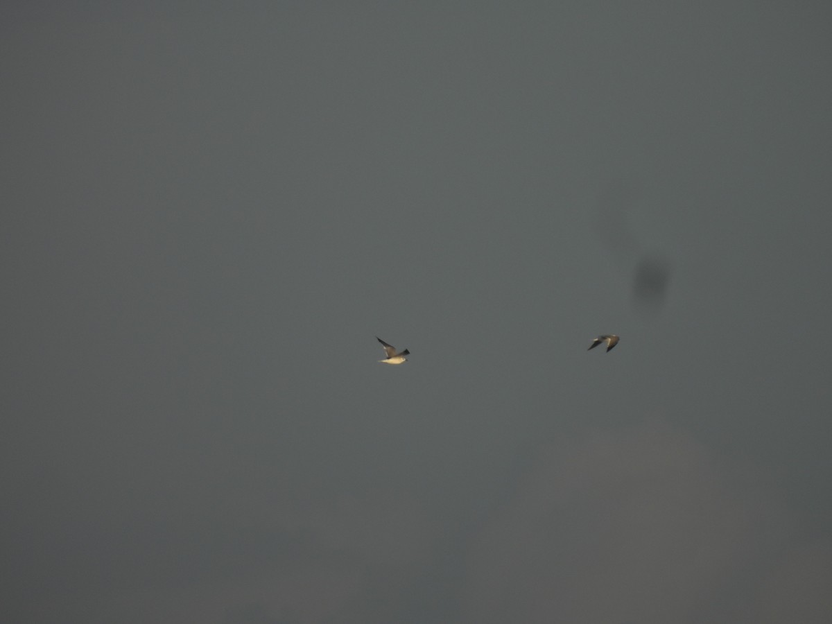 Gabbiano sghignazzante - ML646717151