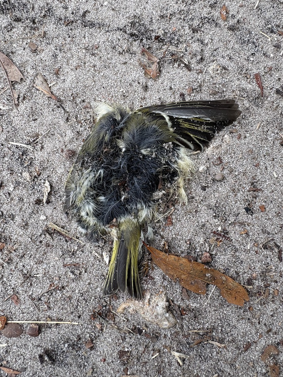 passerine sp. - ML646717152