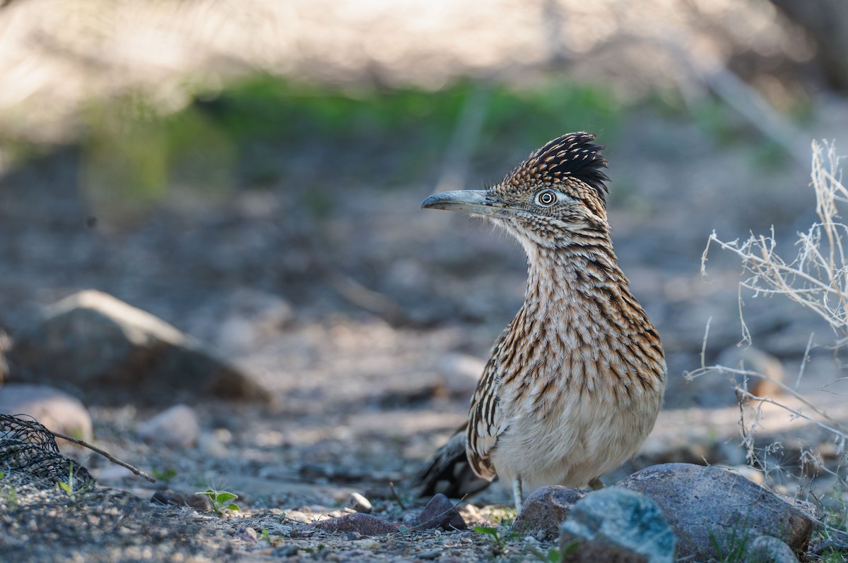 Greater Roadrunner - ML646717153