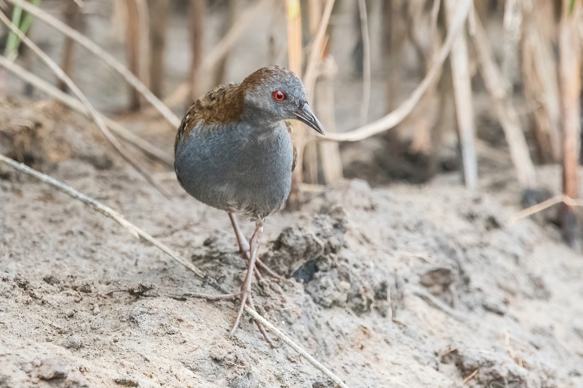 Dot-winged Crake - ML646717154