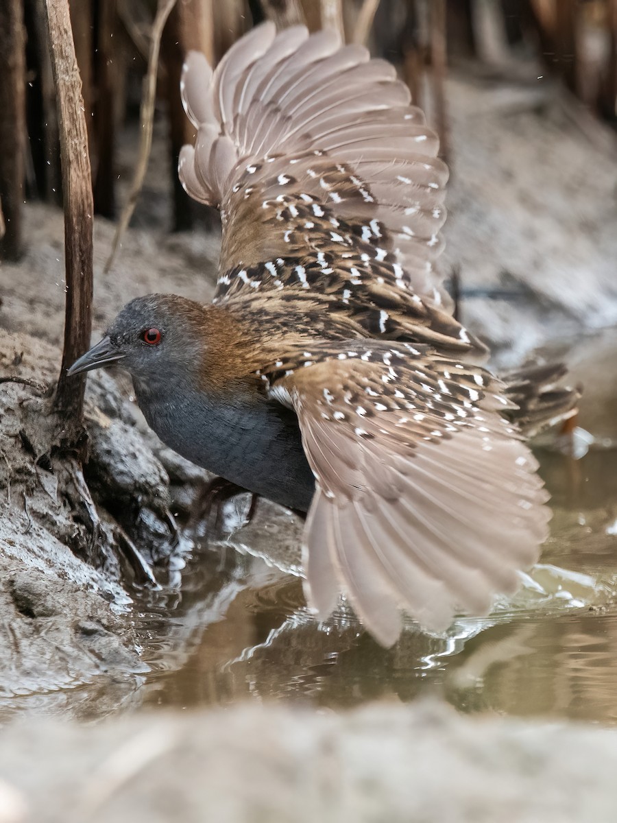Dot-winged Crake - ML646717155