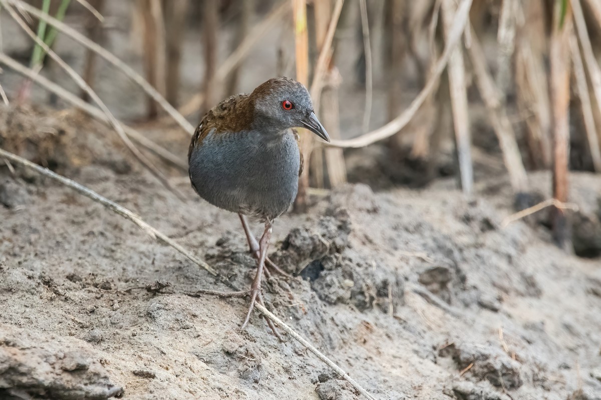 Dot-winged Crake - ML646717156