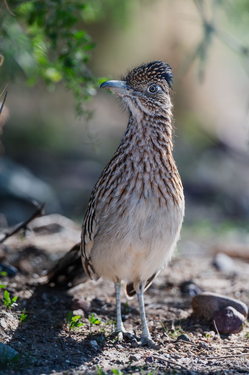 Greater Roadrunner - ML646717158