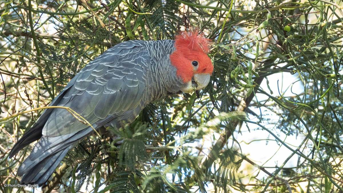 Gang-gang Cockatoo - ML646717159
