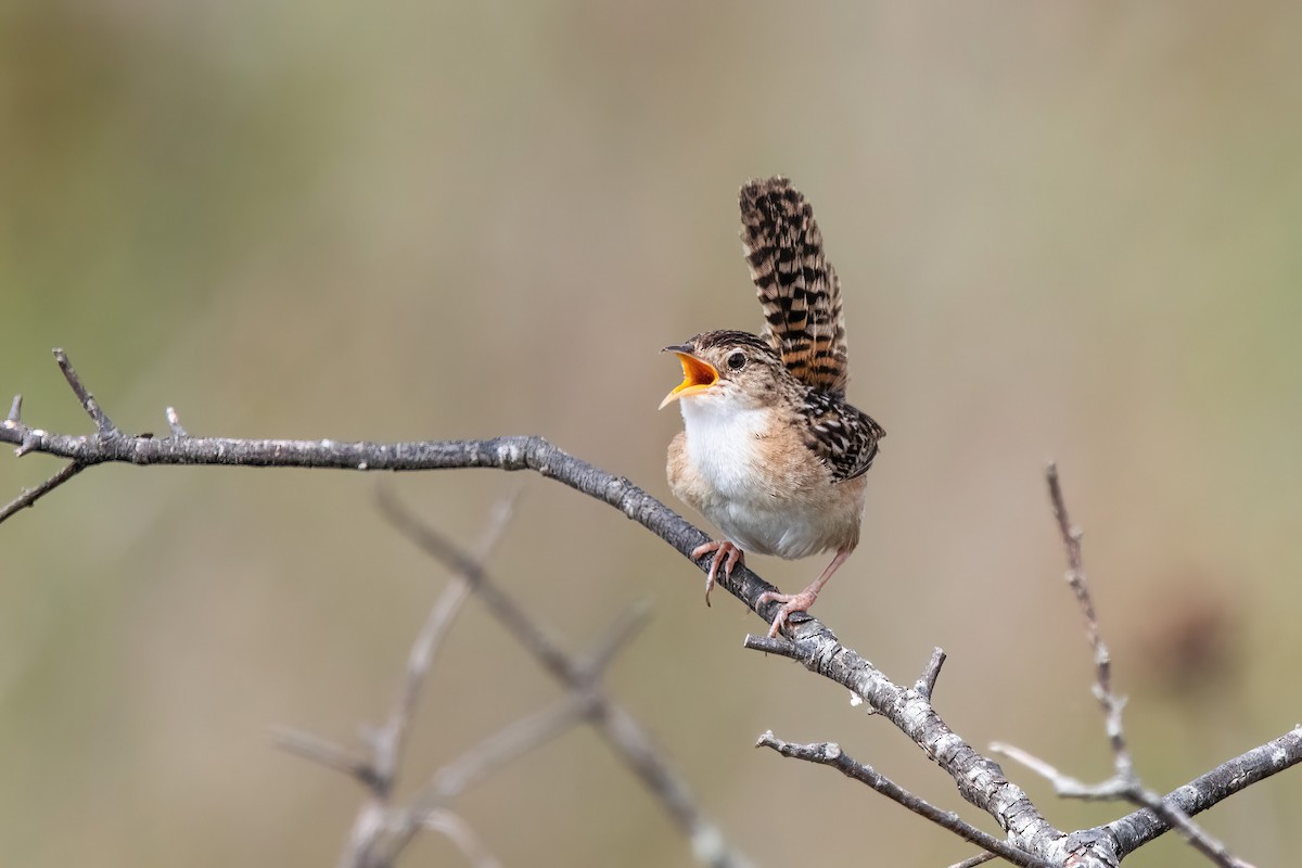 Травяной крапивник - ML646717162