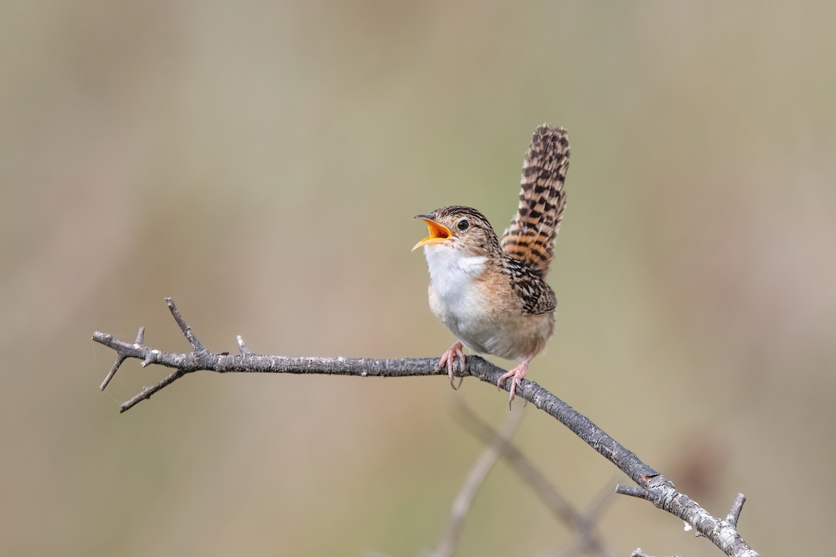 Травяной крапивник - ML646717163