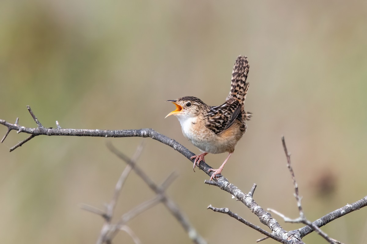 Травяной крапивник - ML646717164