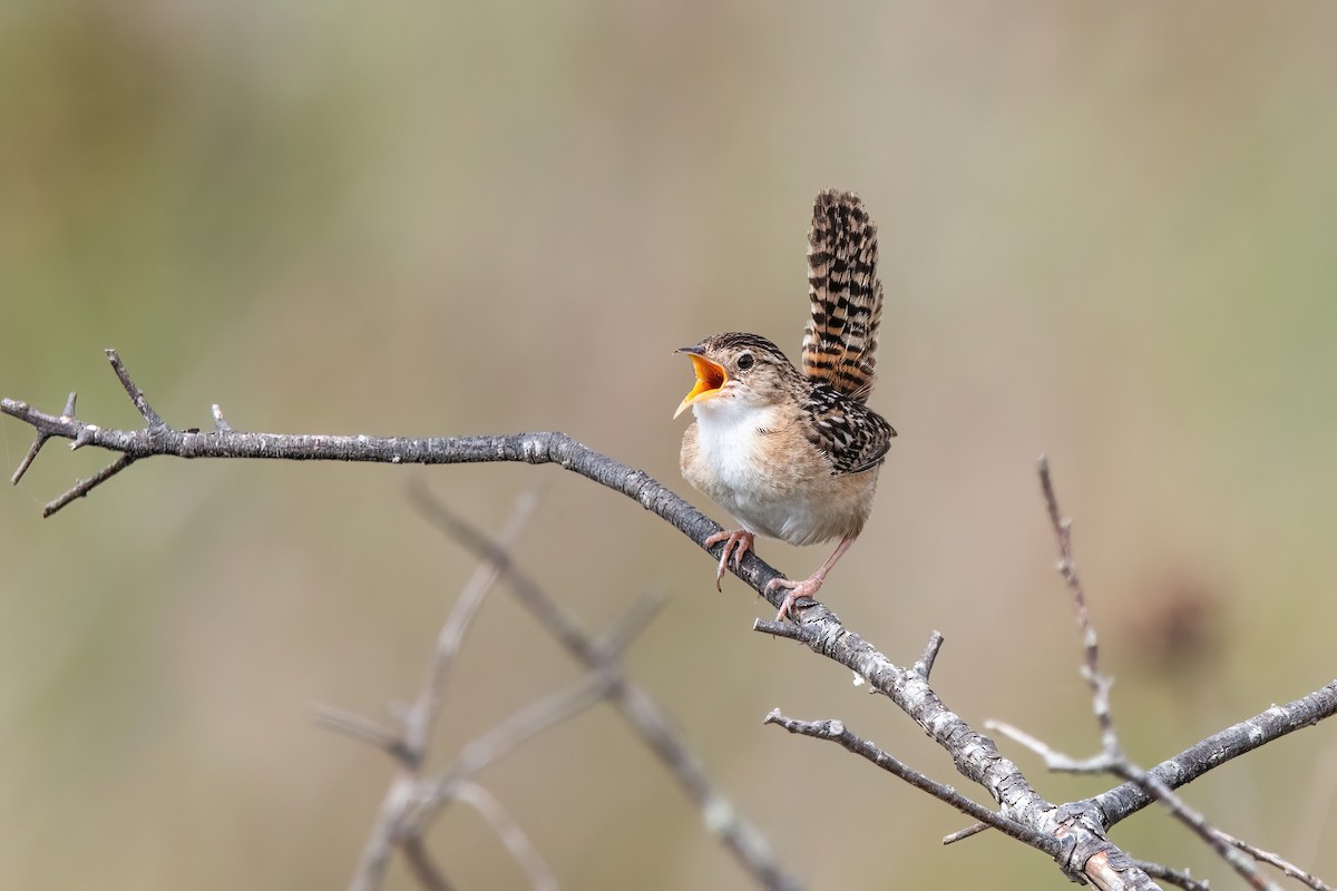 Травяной крапивник - ML646717165