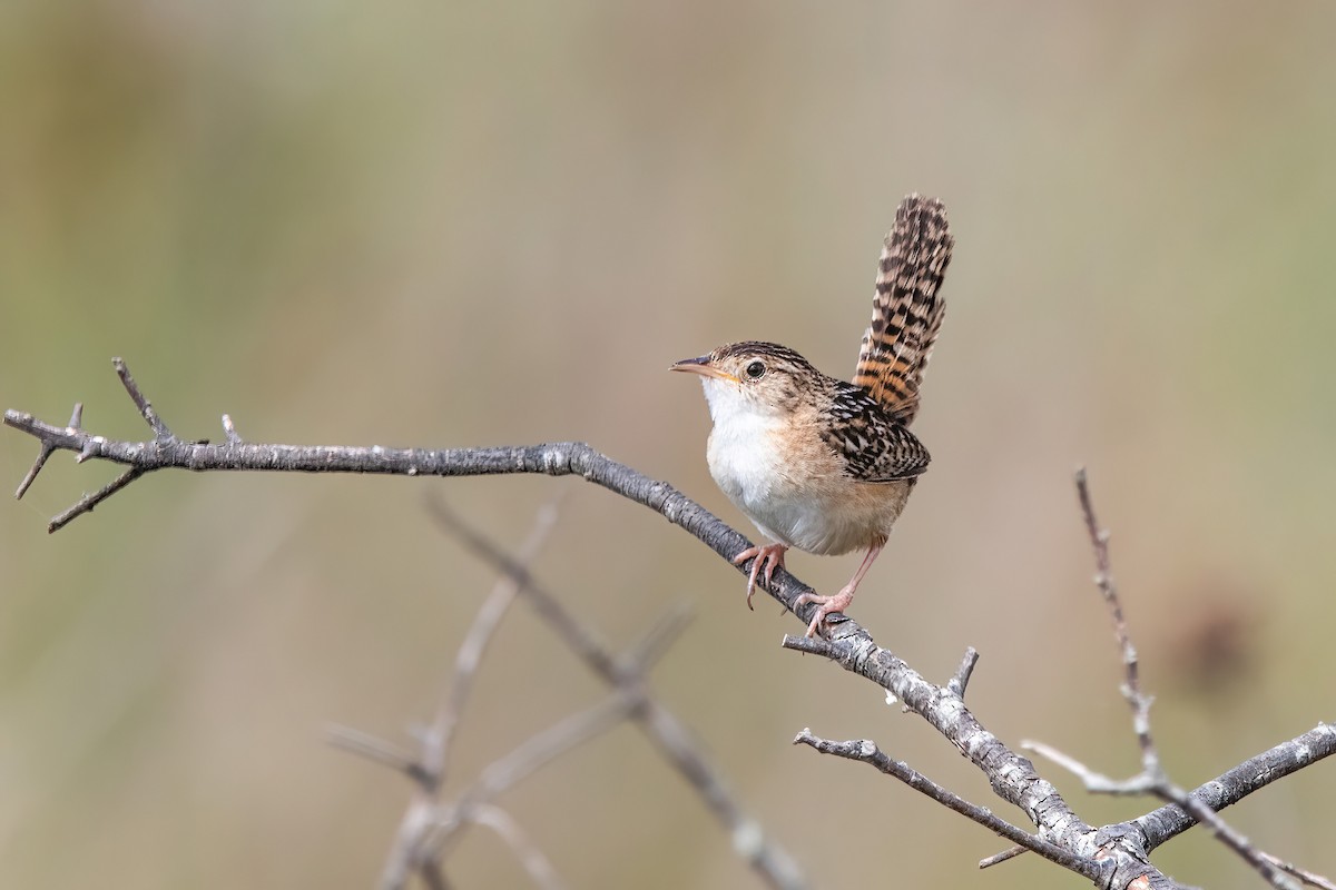 Травяной крапивник - ML646717166