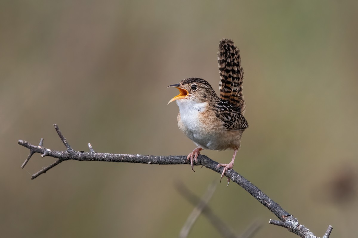 Травяной крапивник - ML646717167