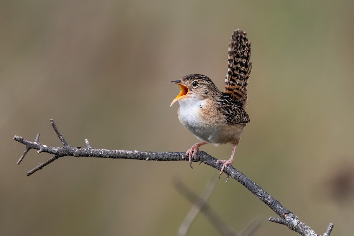 Травяной крапивник - ML646717168