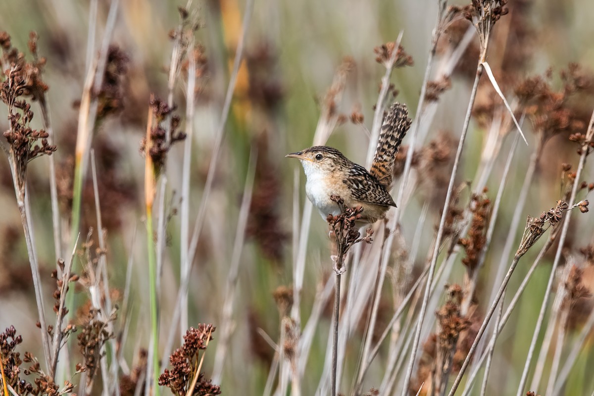 Травяной крапивник - ML646717169